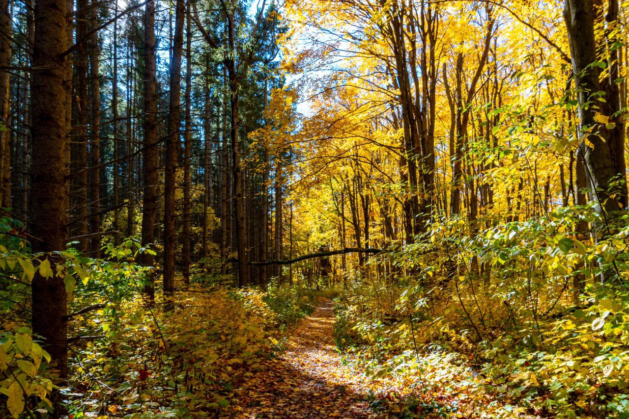 FORESTRY