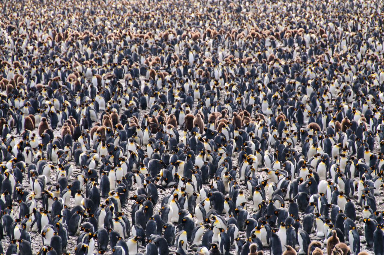 Penguins 🐧 