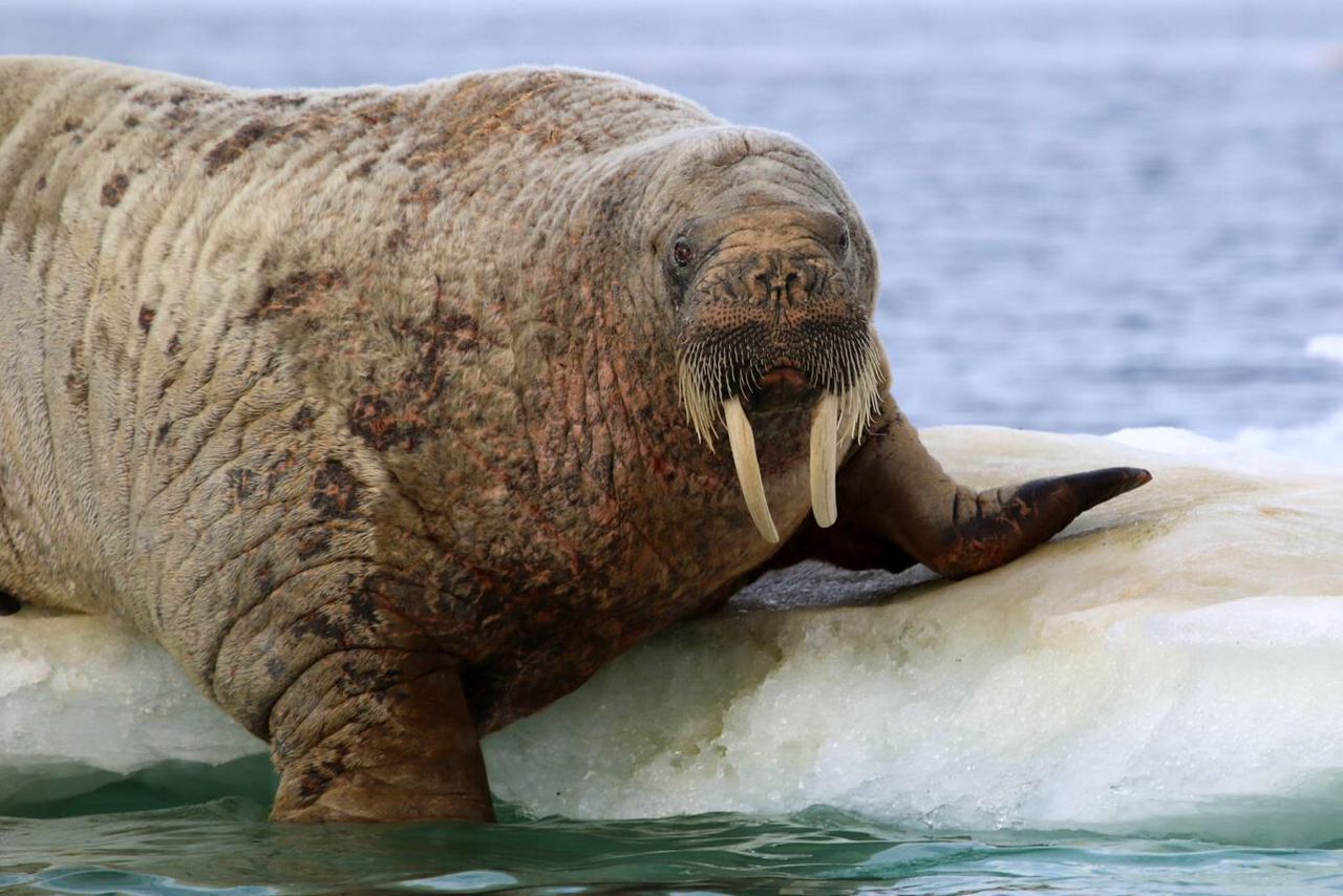 SEALION