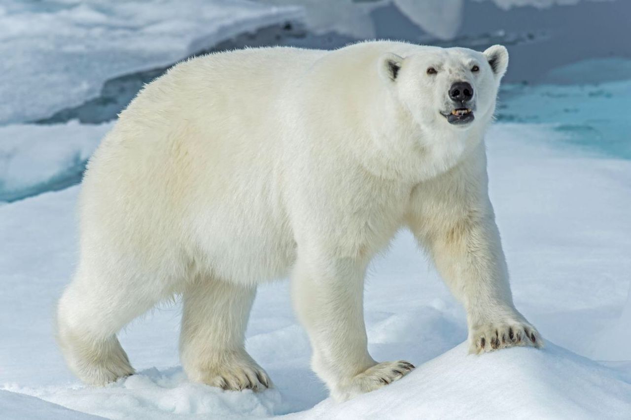ICE BEAR