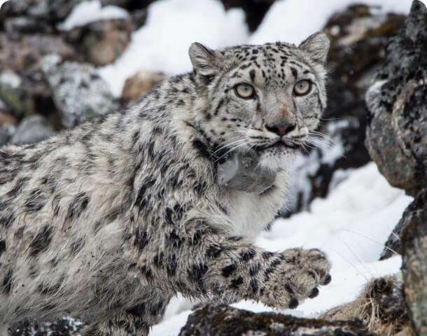 Mountain cat