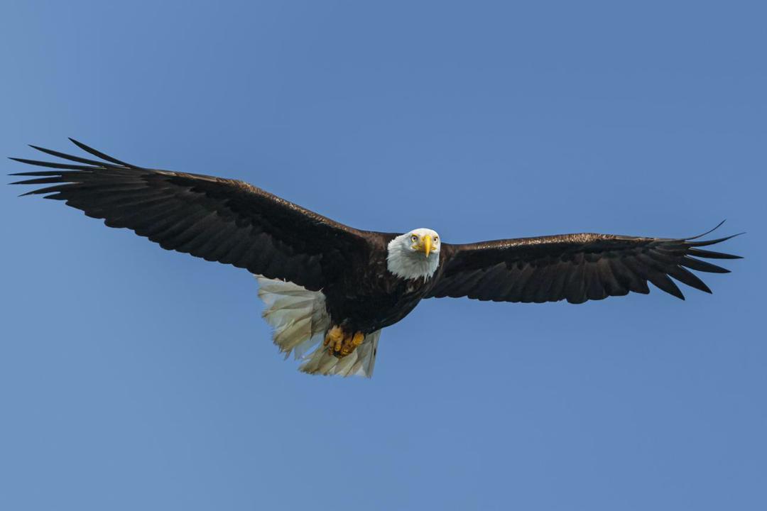Eagle sight