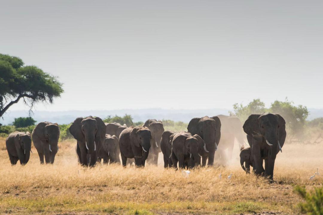 Herd of Elephants 🐘 