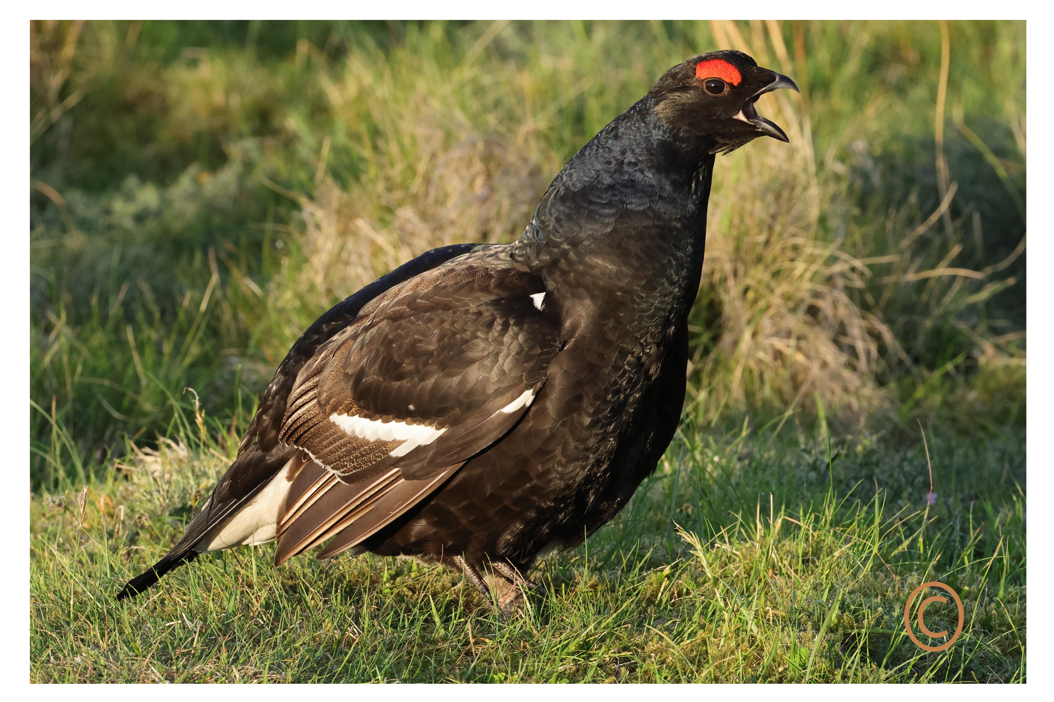 Black Grouse Wildlife Photograph – Fine Art Nature
