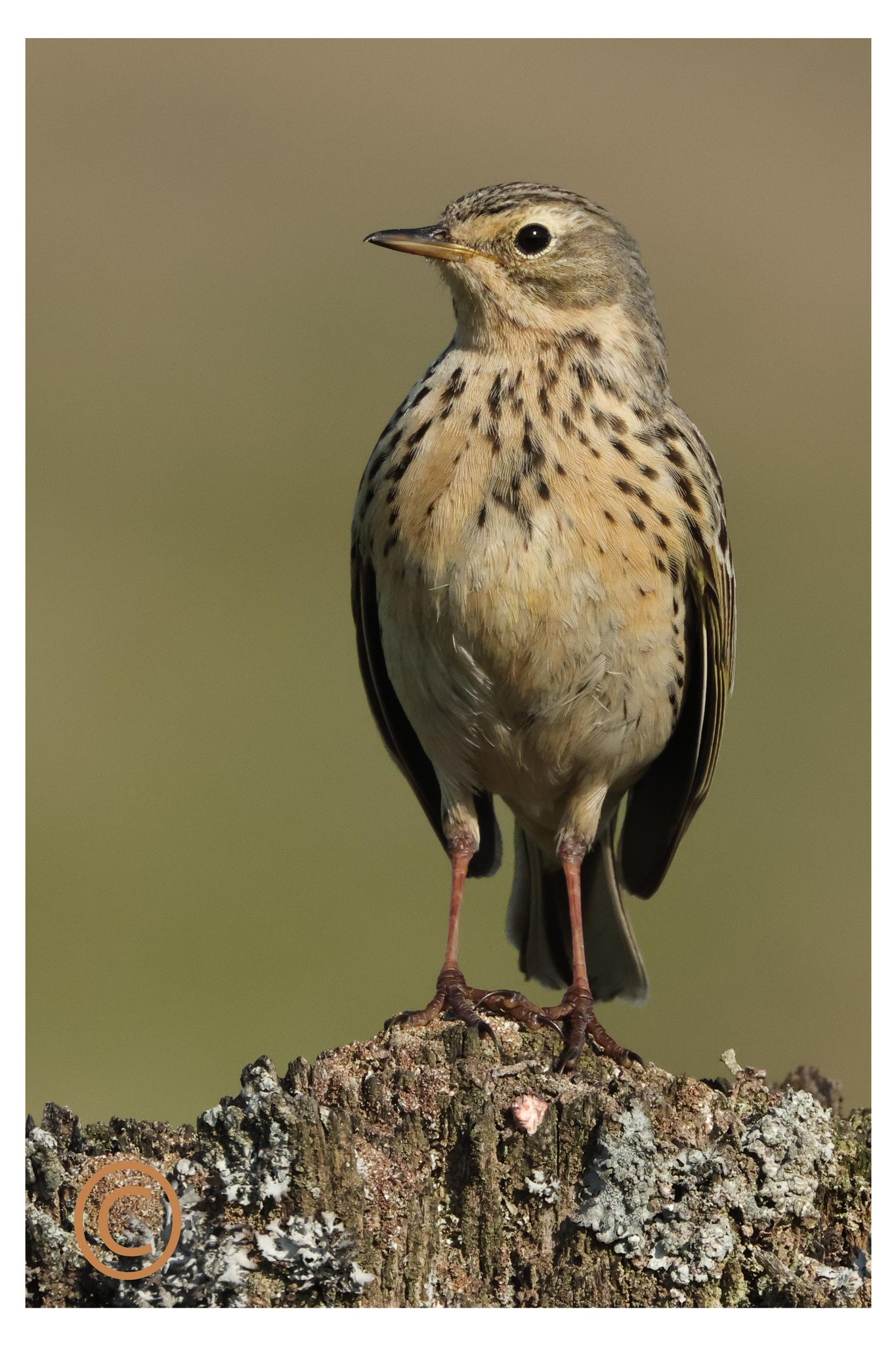 Song Thrush Wildlife Photograph – Fine Art Nature 