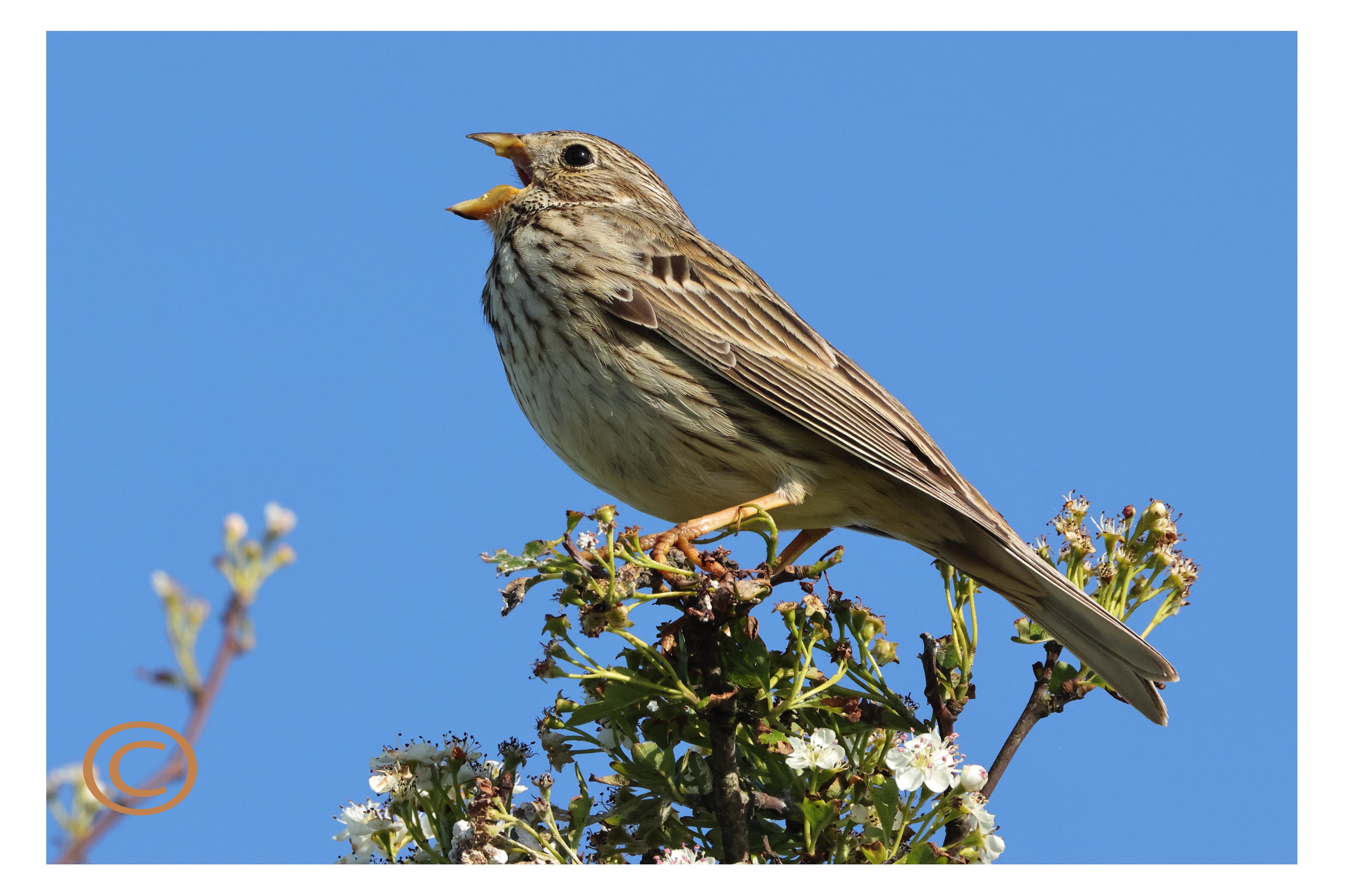 Meadow Pipit Wildlife Photograph – Fine Art Nature