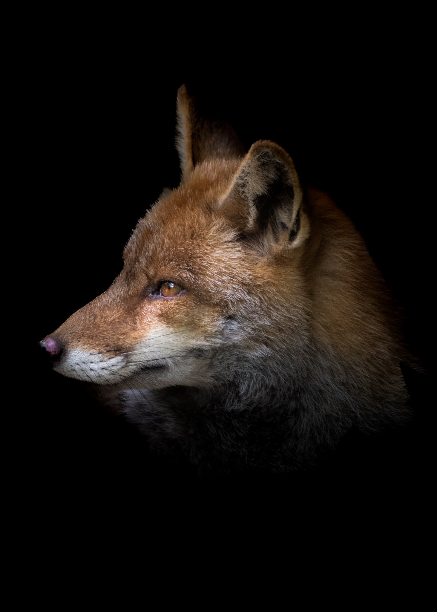 Whispers of the Wild