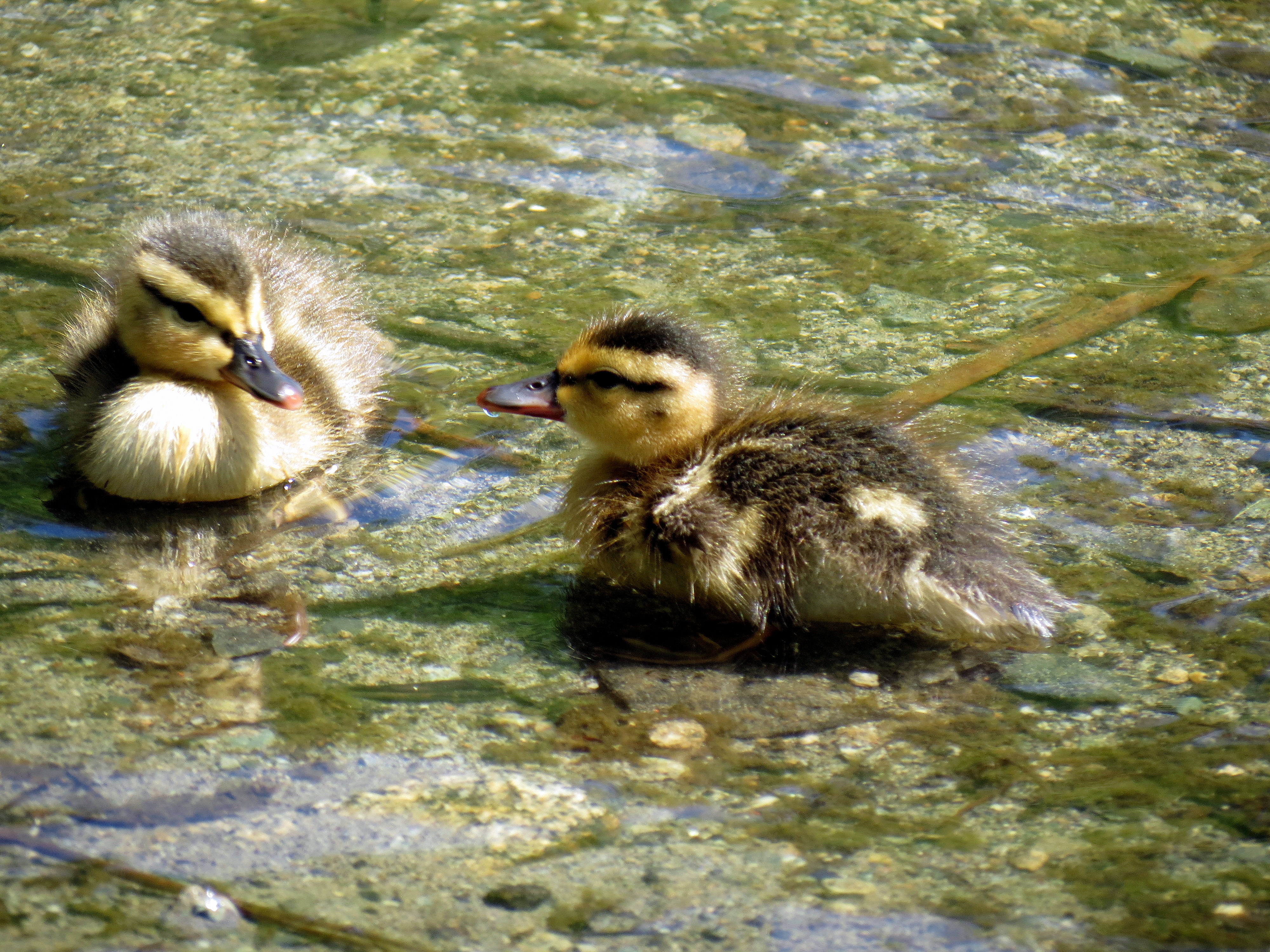 Little Explorers