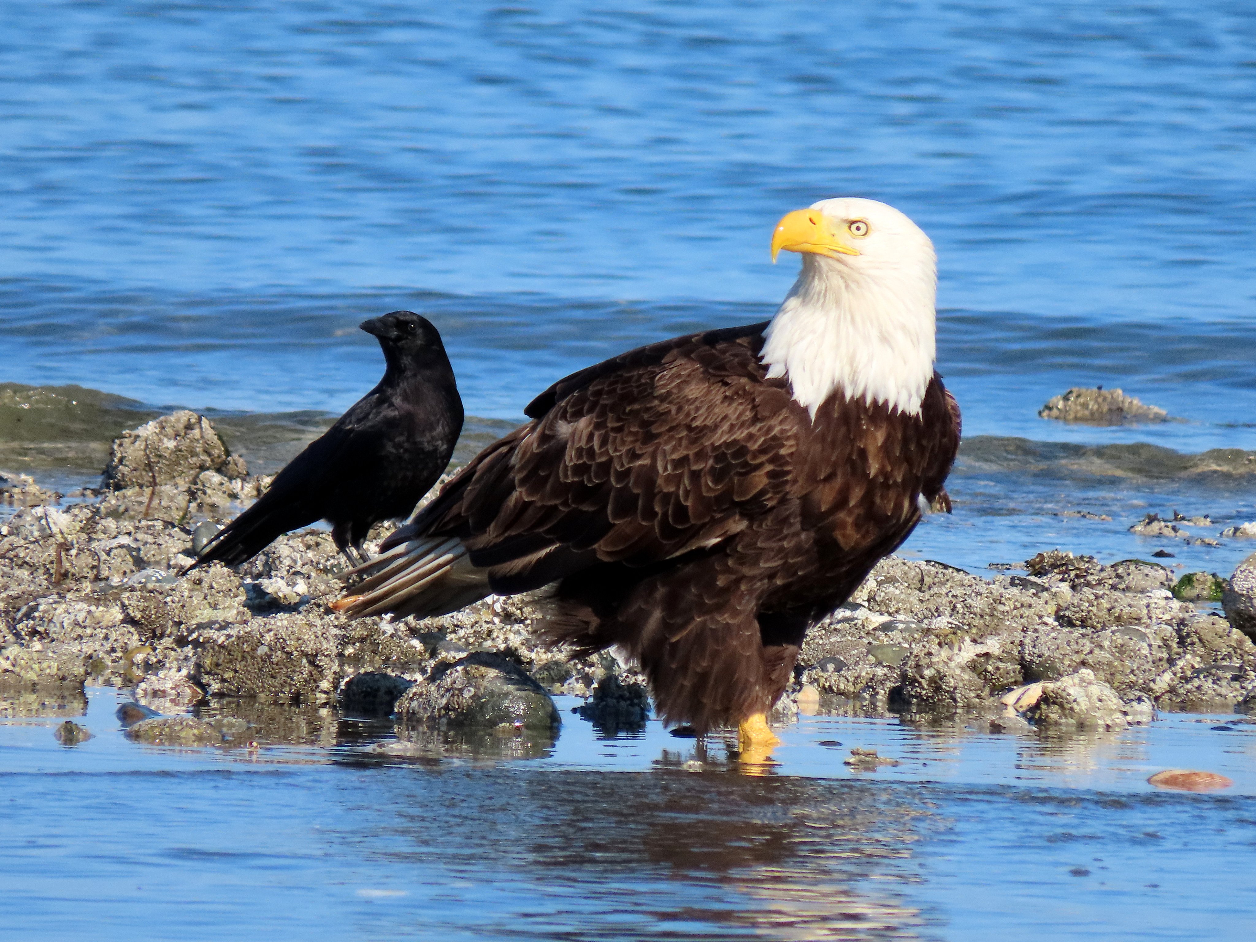 Guardians of the Shore